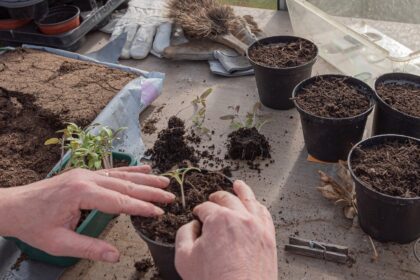 4 types de terreau que vous pourriez choisir pour votre jardinage