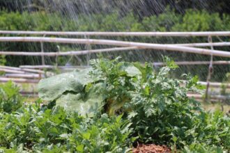 Arrosage des courgettes pour une récolte abondante et réussie