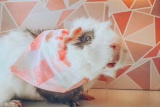 Indices de présence de rats dans une maison