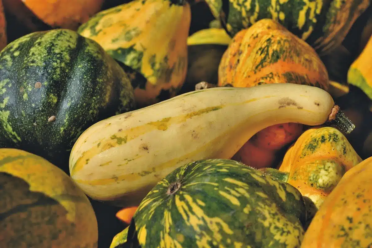 courgettes jaunes
