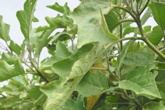 Solutions naturelles pour lutter contre l'oïdium des tomates