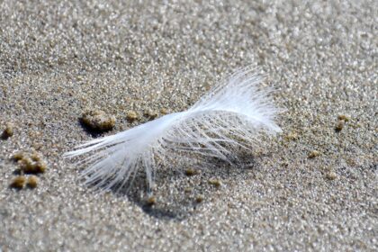 plume