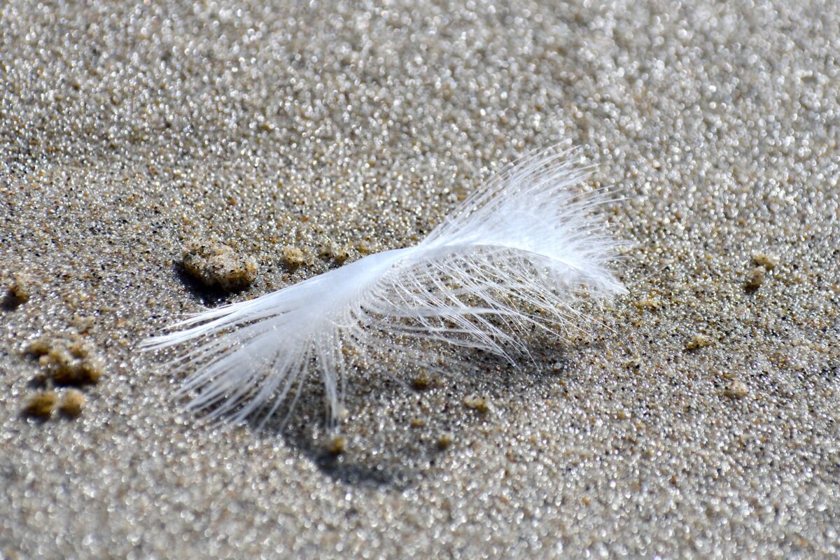 plume