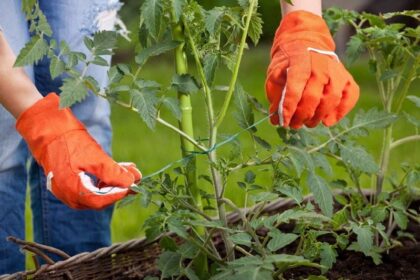 Tuteurer une plante pourquoi et comment utiliser des tuteurs