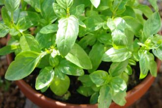 Basilic en pot avec des feuilles vertes luxuriantes
