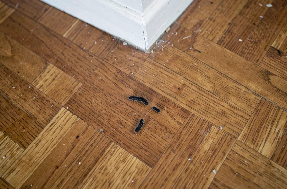 Plusieurs mini chenilles tombées sur un parquet en bois avec fil de soie visible depuis le plafond