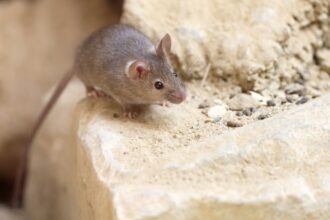 souris observée près d'un garde-manger à Laval