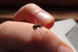 Moustiques dérangeant une soirée d'été à l'extérieur d'une maison