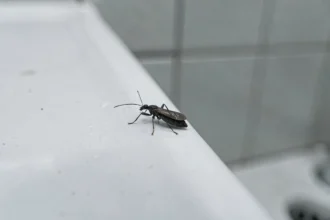 Petite bête noire microscopique sur le rebord d'un lavabo en céramique blanche dans une salle de bain