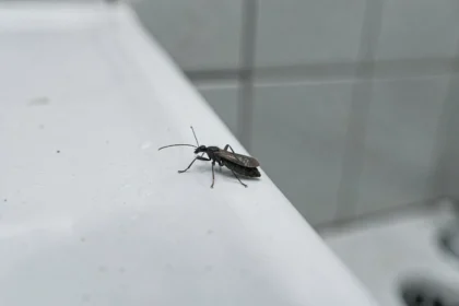 Petite bête noire microscopique sur le rebord d'un lavabo en céramique blanche dans une salle de bain