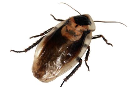 Pourquoi est-il important de traiter rapidement une infestation de cafards ?