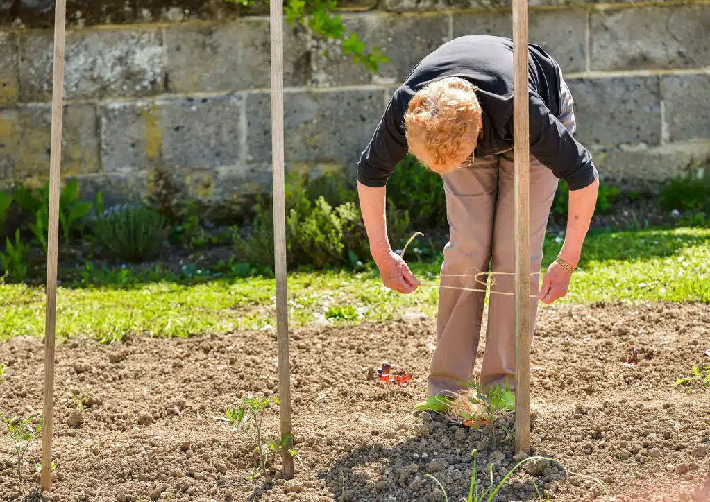 une plante pourquoi et comment utiliser des tuteurs